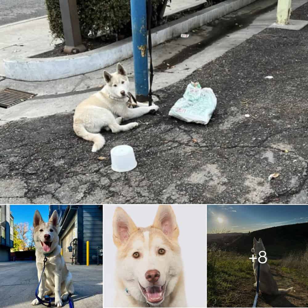 Rescued White Puppy Buckley Finds Hope After Being Tied To A Pole For Days