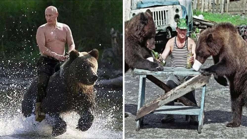 Russia's Unique Relationship With Brown Bears A Contrast To Global Reactions