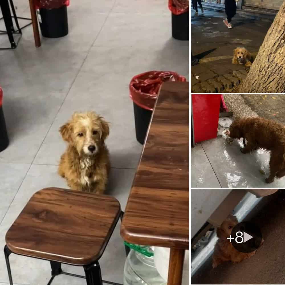 Starving Dog Finds Refuge In Restaurant After Begging For Food In The Pouring Rain
