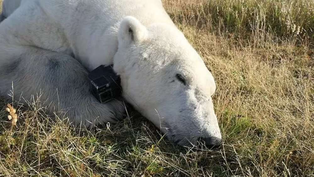 Study Warns Polar Bears Facing Dire Extinction Threat From Climate Change