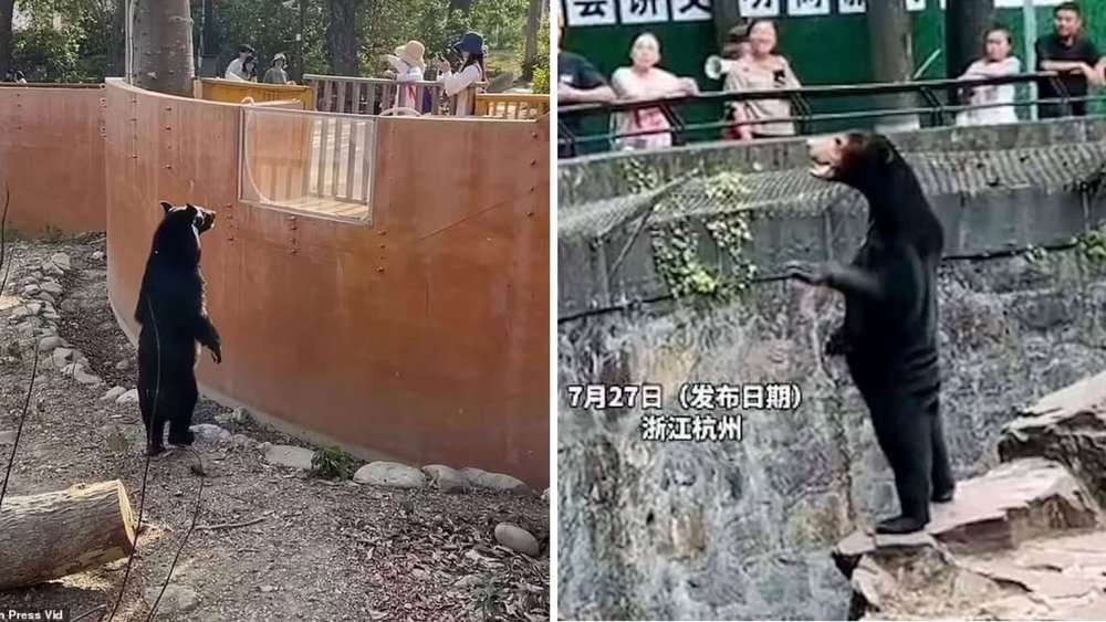 Taiwan Zoo Refutes Claims That Bears Are Actually Humans In Disguise