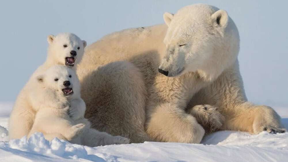 The Majestic Polar Bear Guardian Of The Arctic Ice