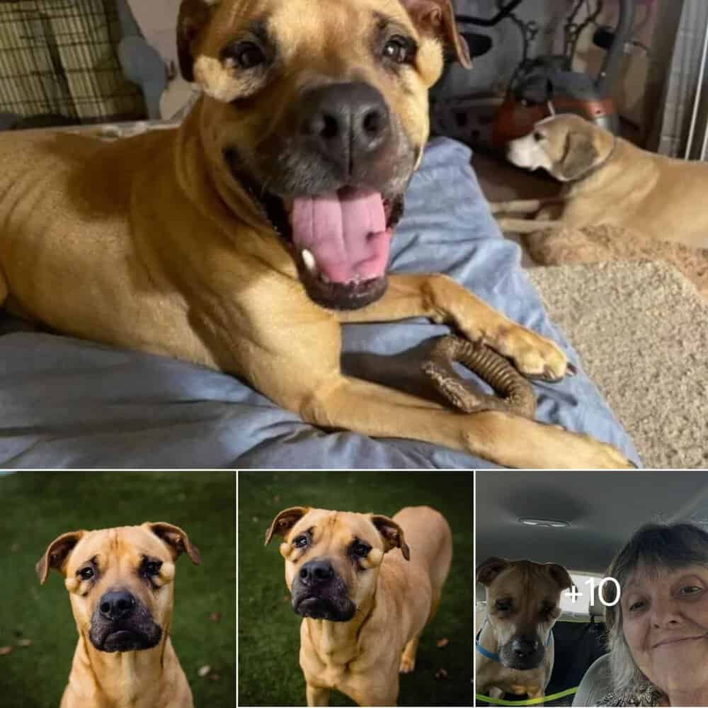 The Unforgettable Journey Of Dutchess From Unwanted To Unforgettable