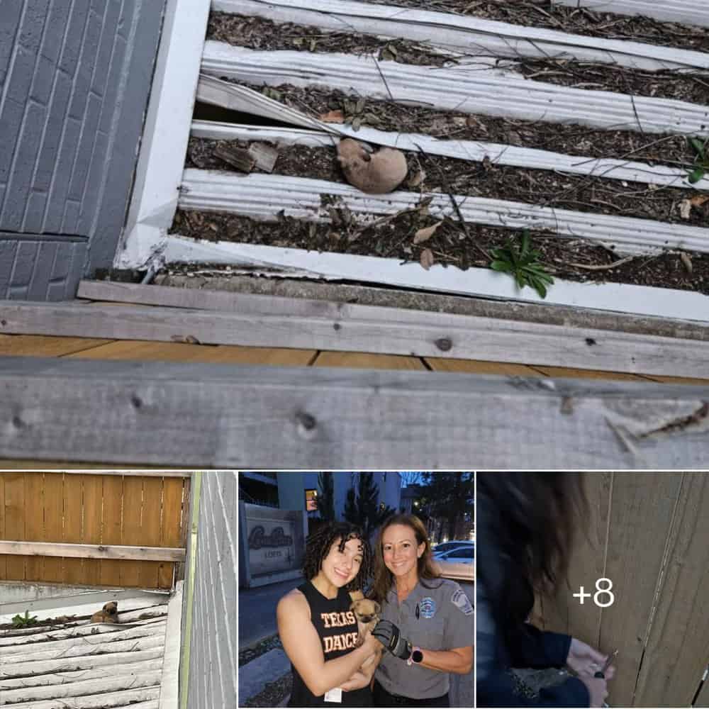 Tiny Puppy Rescued From Roof Finds A Loving New Home