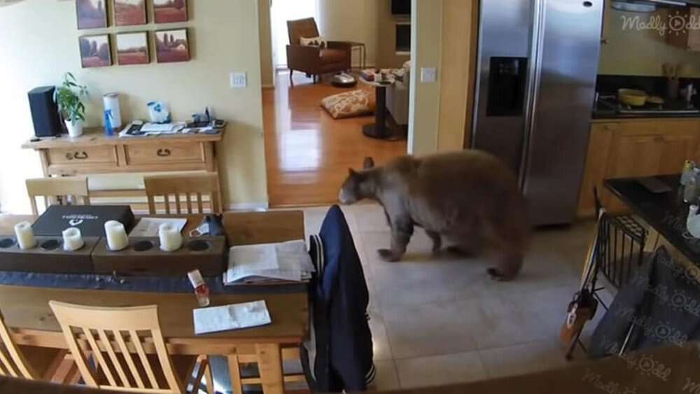Tiny Terriers Scare Off Burglar Bear In Dramatic Home Encounter