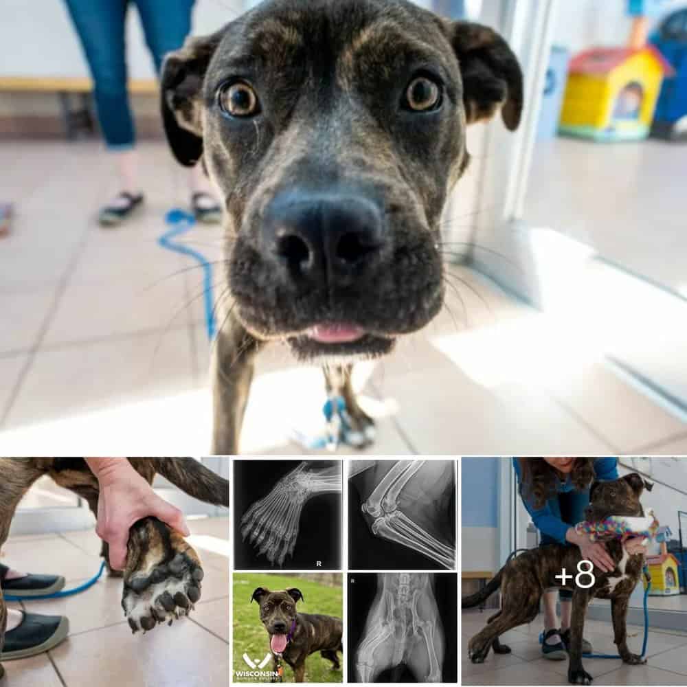 Unique Pup Seeks Loving Home Meet Bella With Dimelia