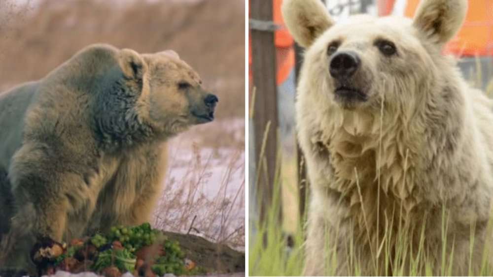 Video 30 Years In Captivity Bear Embraces Freedom With Remarkable Resilience