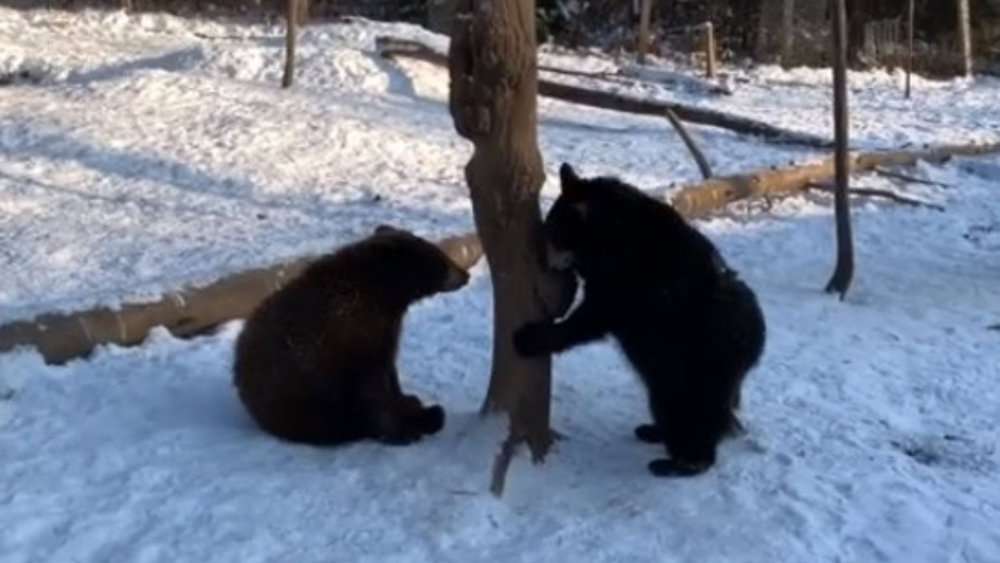 Video Adorable Baby Bears Frolicking In The Snow Will Melt Your Heart