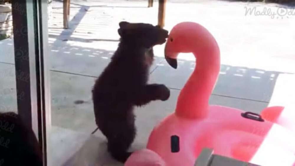 Video Adorable Bear Cub Wrestles Flamingo Pool Float, Captivating California Family