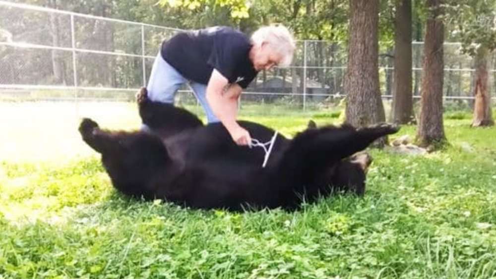 Video Adorable Bear's Pure Joy As She Gets A Relaxing Brushing Session