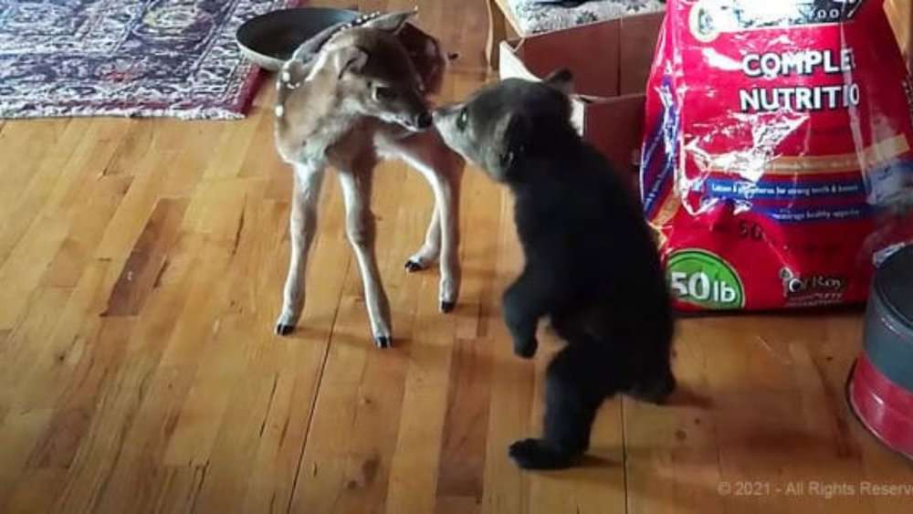 Video Adorable Encounter Bear Cub And Fawn Share Heartwarming Moment