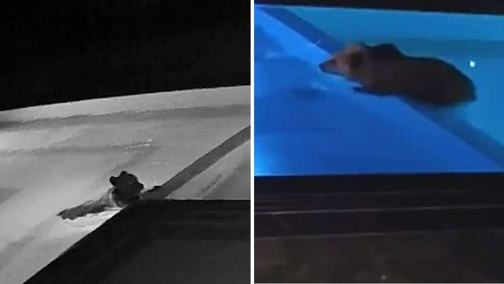 Video Bear Caught Sneaking Into Bulgarian Resort Pool For Nightly Swims