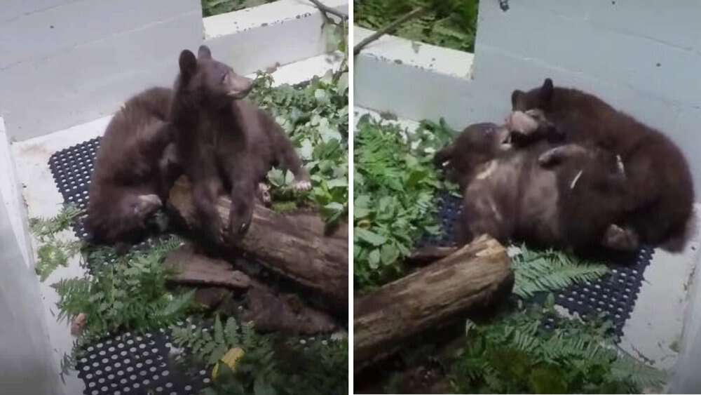 Video Bear Cubs Reunite After 7 Months Apart Due To Wildfires