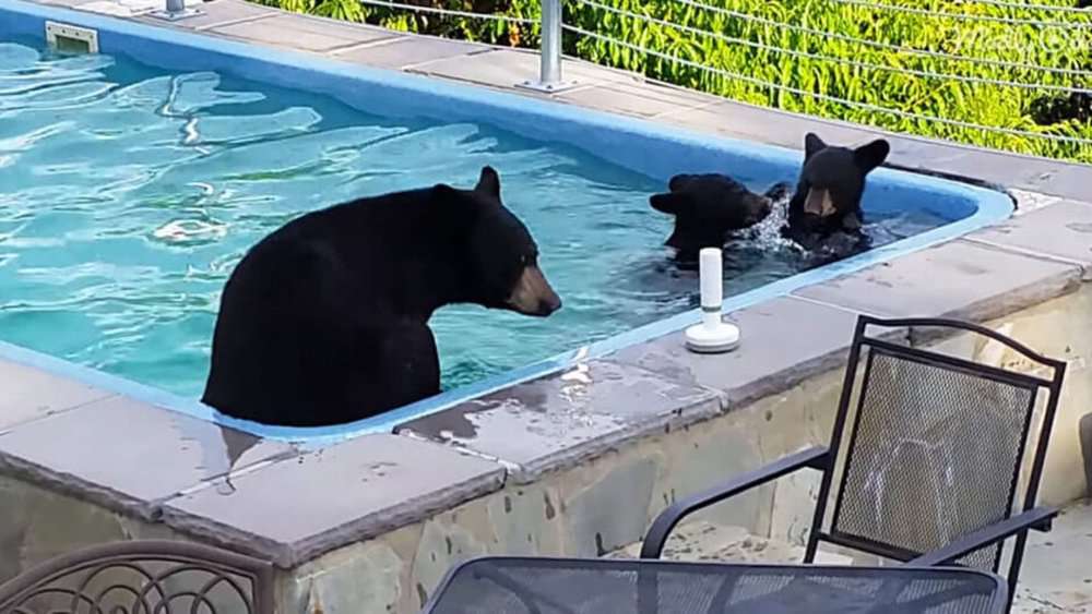 Video Bears Beat The Heat With A Pool Party In A Texas Backyard