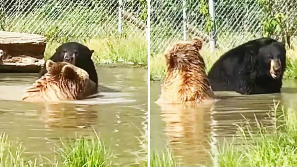 Video Bears Cool Off In A Refreshing Swim At Orphaned Wildlife Center