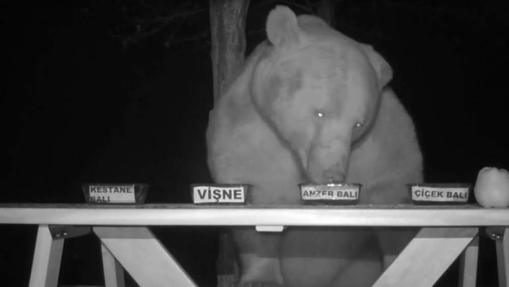 Video Bears Help Turkish Man Determine The Best Honey