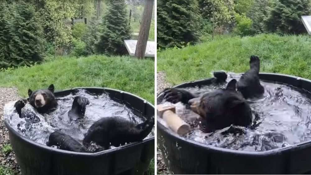 Video Bear's Solo Pool Party A Summertime Delight!