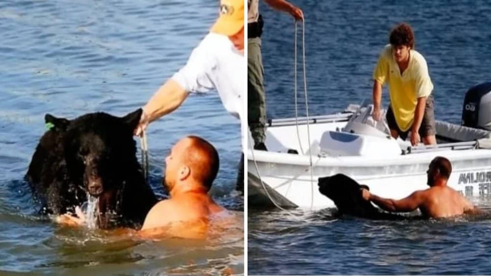 Video Brave Rescue Man Saves 400 Pound Black Bear From Drowning