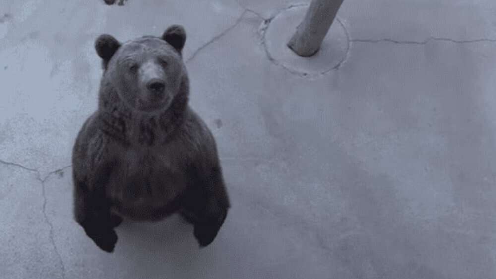 Video From Concrete Pits To Open Meadows Bears Rescued And Thriving