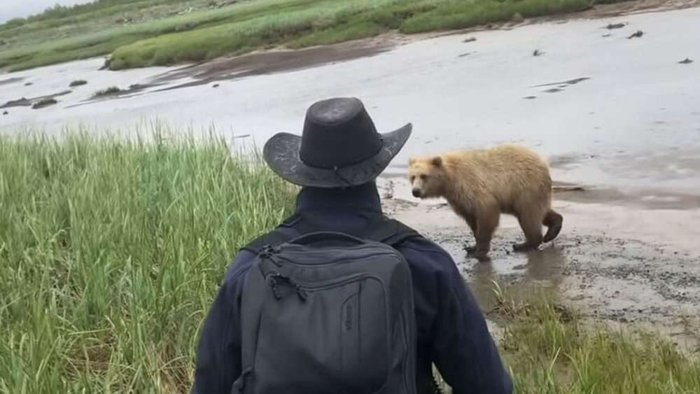 Video Grizzly Bear's Bluff Charge Startles Tourists In Alaska
