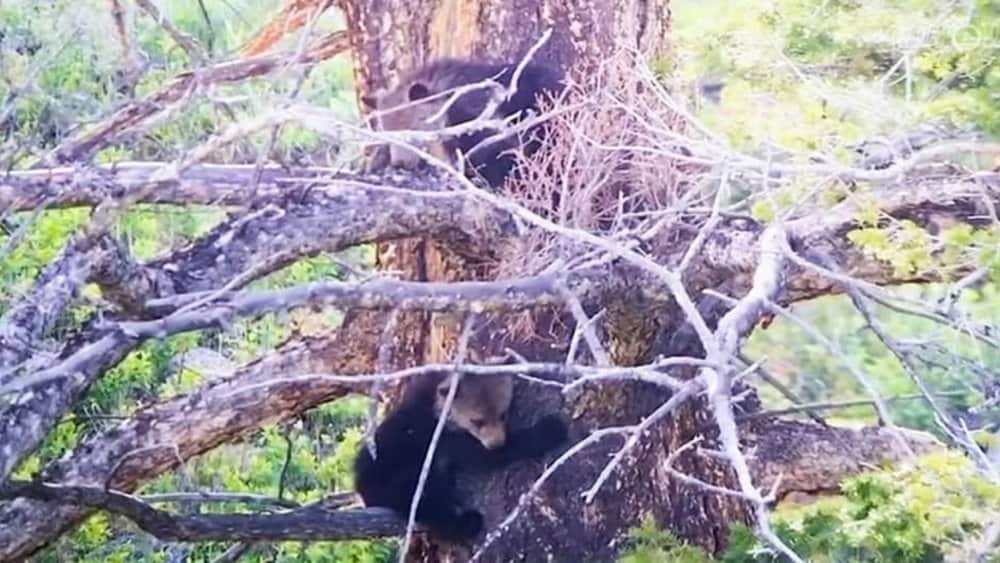 Video Growing Up Wild The Journey Of Three Young Grizzly Bears In Yellowstone National Park