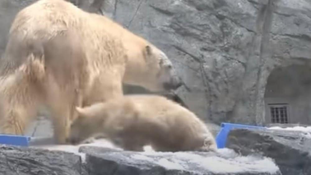 Video Heartwarming Moment Polar Bear Cub Takes A Dive, Mother's Response Melts Hearts