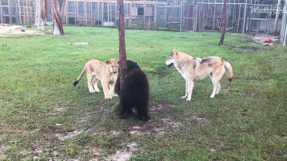 Video Heartwarming Playdate Baby Lion, Bear, And Wolf Become Unlikely Friends