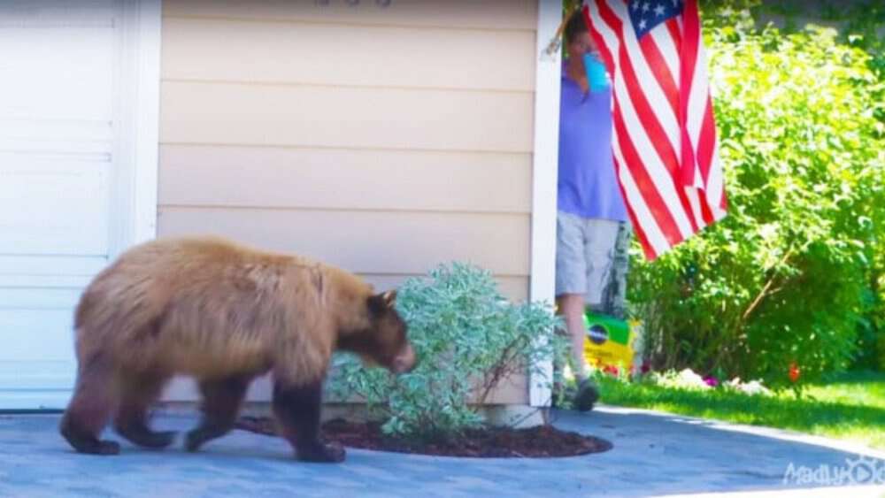 Video Hilarious Bear Encounter Caught On Camera Man's Surprising Reaction Goes Viral