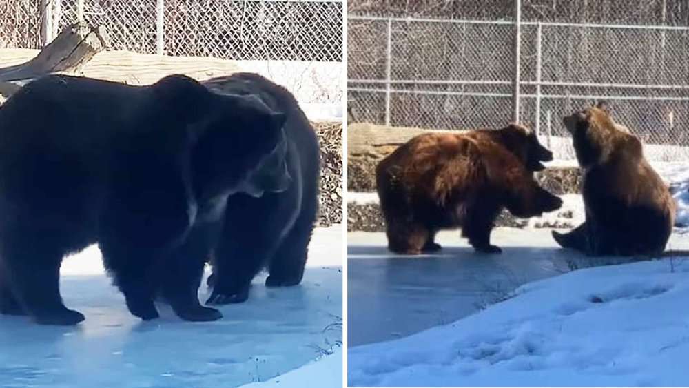 Video Kodiak And Syrian Bears Enjoy Ice Playtime At New York Sanctuary