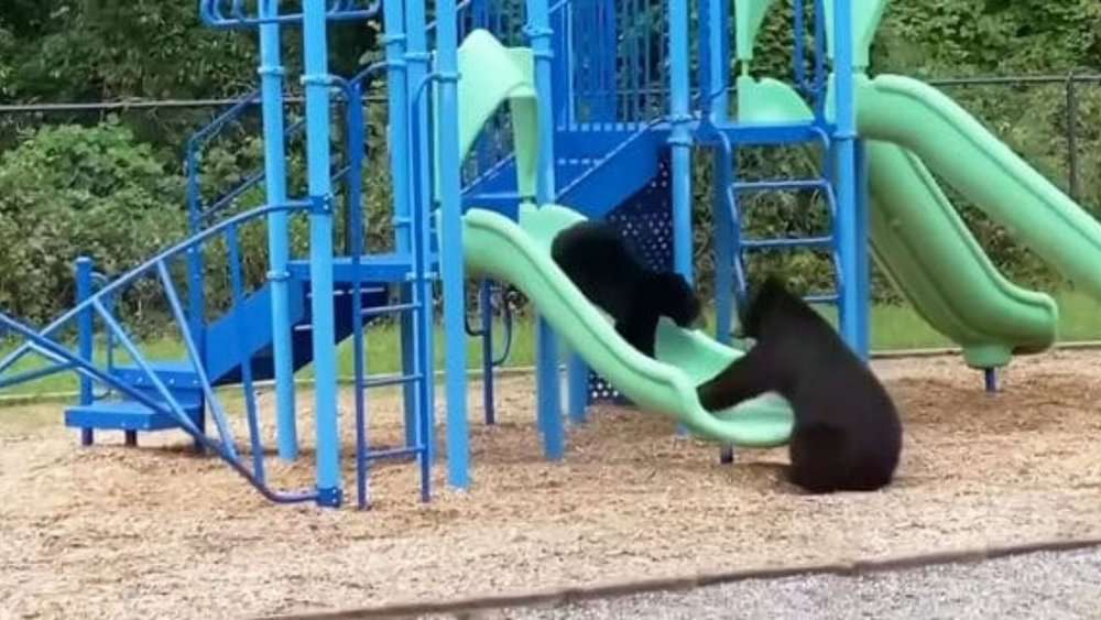 Video Mama Bear Teaches Cub To Play On Slide A Playful Moment Captured In Asheville