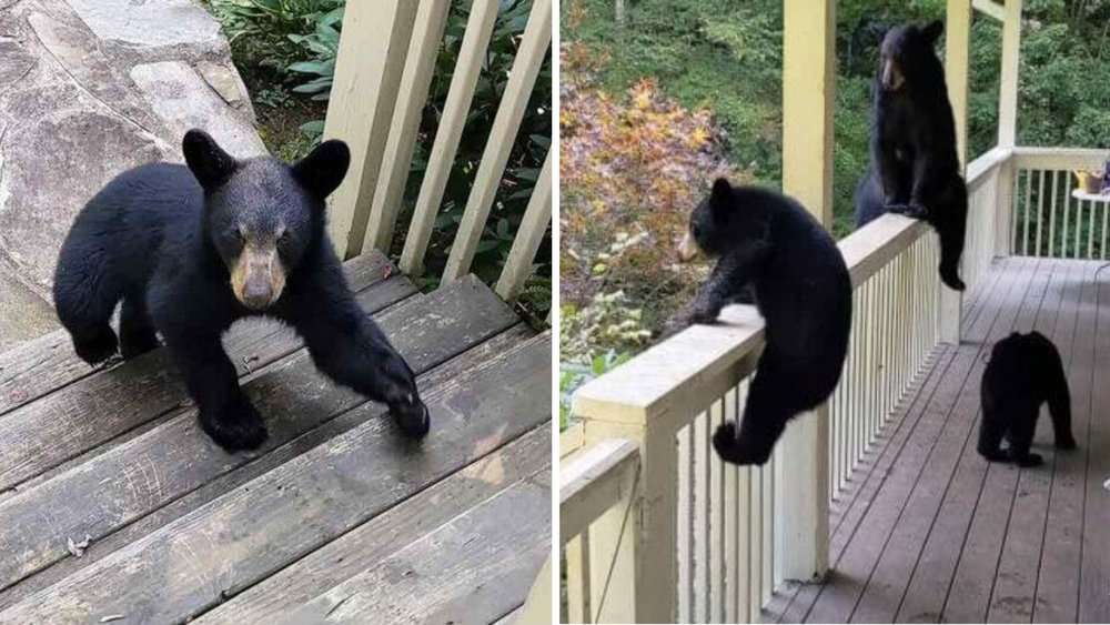 Video Man's Quiet Porch Time Gets A Furry Surprise When Mama Bear And Cubs Pay A Visit