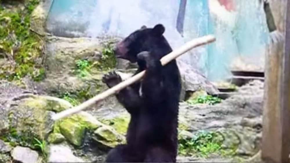 Video Meet Claude, The Kung Fu Bear A Martial Arts Prodigy At Asa Zoo