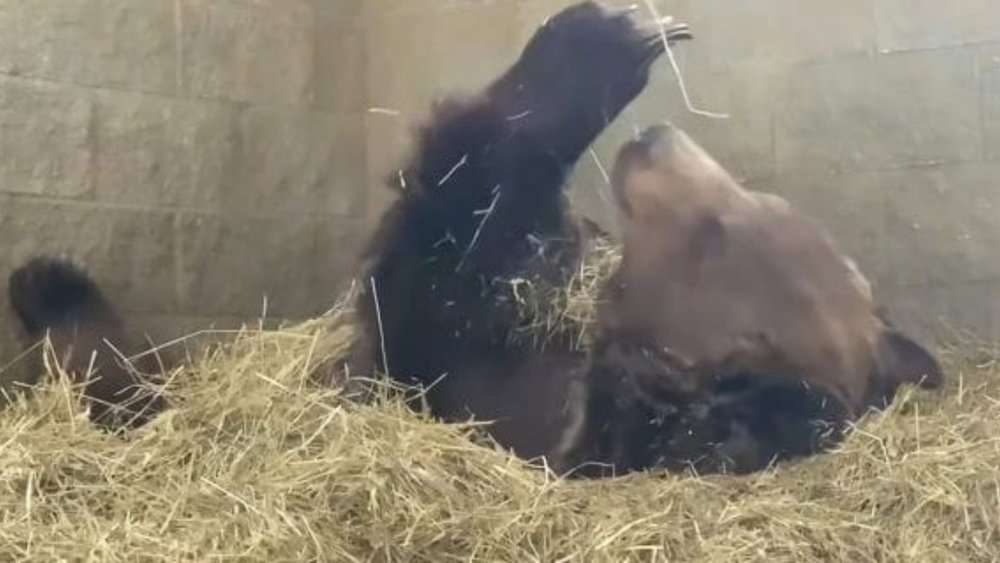Video Meet Leo The Giant Bear Who Loves His Cozy Bed At The Orphaned Wildlife Center