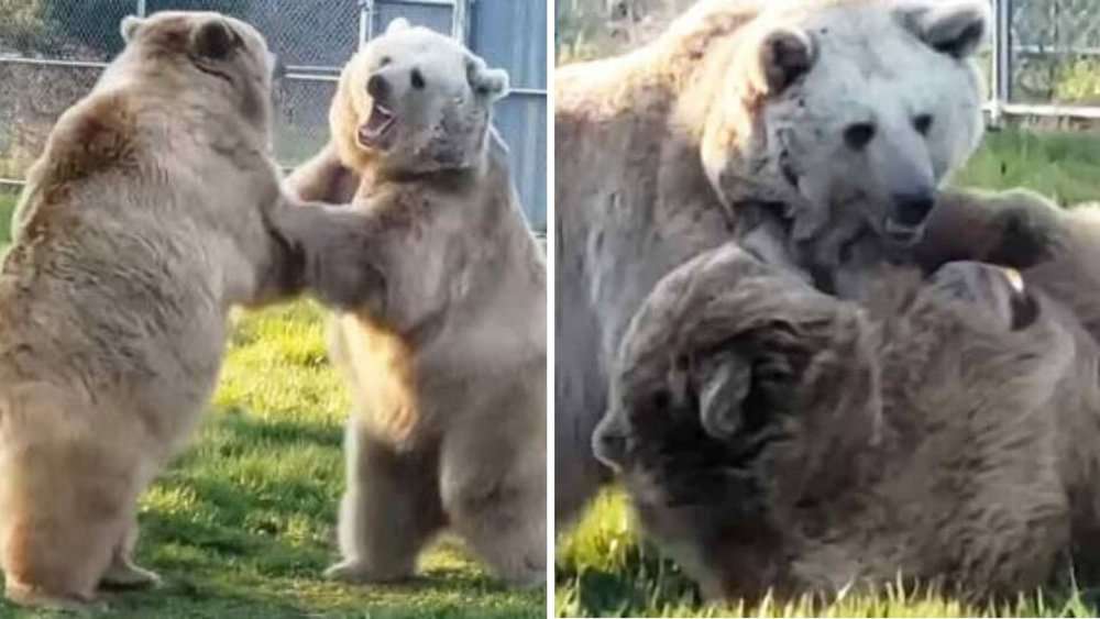 Video Orphaned Bears Start Their Day With Playful Wrestling Matches