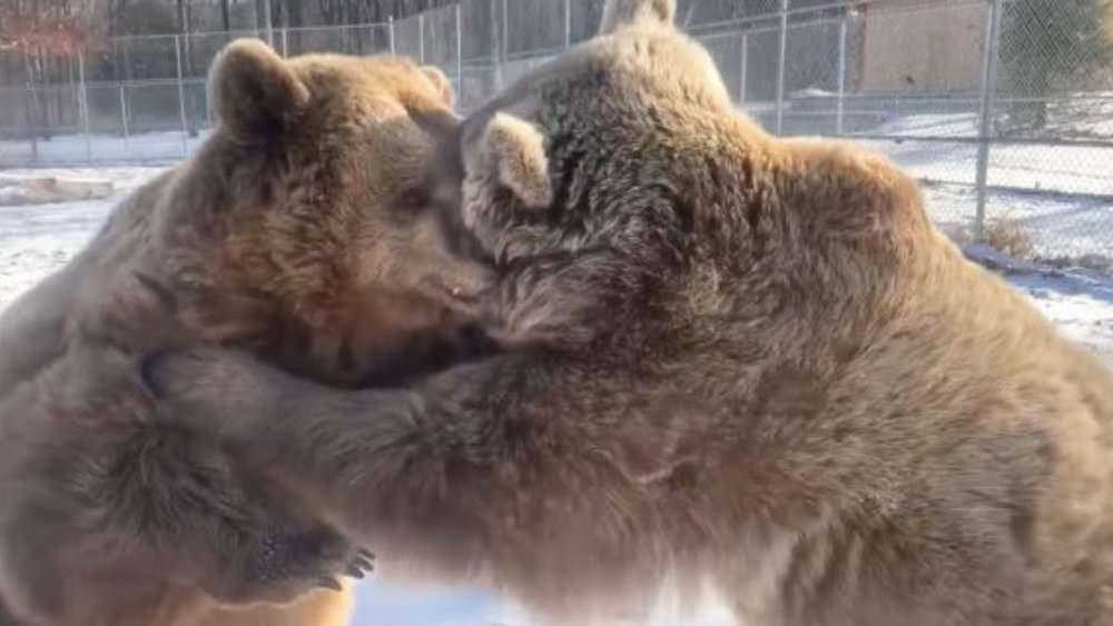 Video Playful Bear Siblings Wrestle In The Snow At New York Wildlife Center
