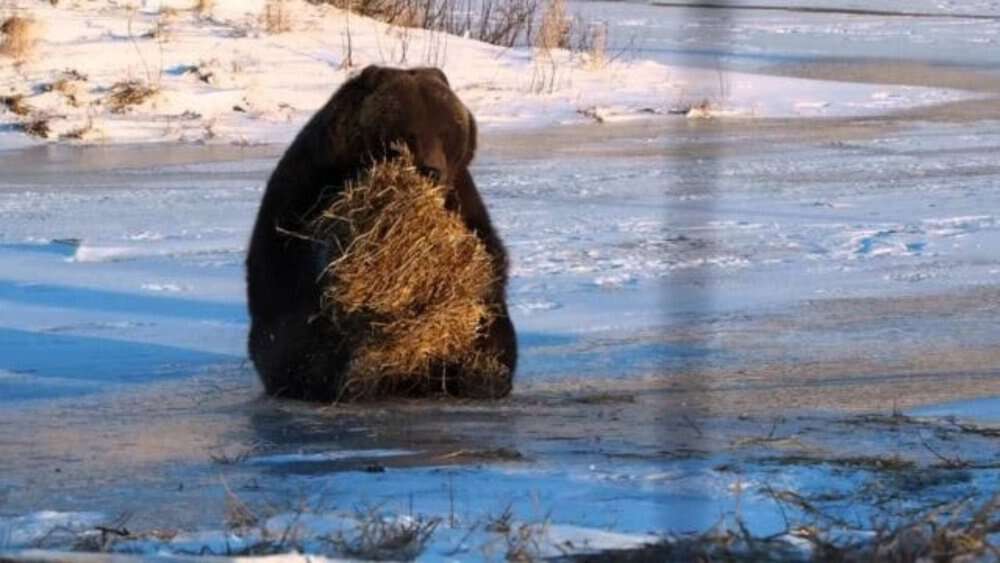 Video Playful Bear's Hay Adventure Captures Hearts At Alaska Wildlife Center