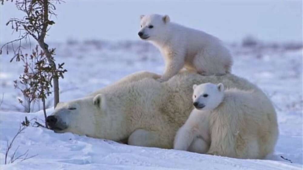 Video Playful Polar Bear Cubs Turn Mom Into Their Jungle Gym