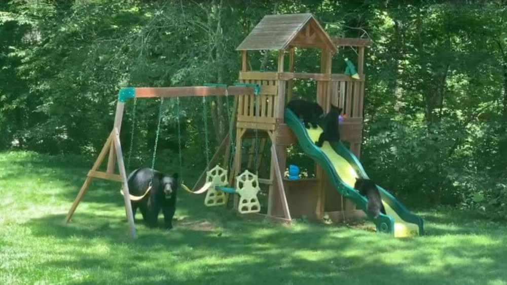Video Playtime In The Backyard Mama Bear And Cubs Take Over North Carolina Playground