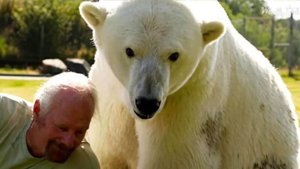 Video Polar Bear Shows Unusual Affection By Purring When With Her Trainer