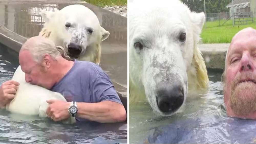 Video Polar Bear And Man Share Unique Bond Swimming, Hugs, And Friendship