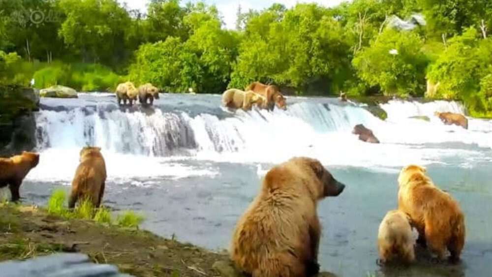 Video Record Breaking 38 Bears Spotted At Brooks Falls During Salmon Run