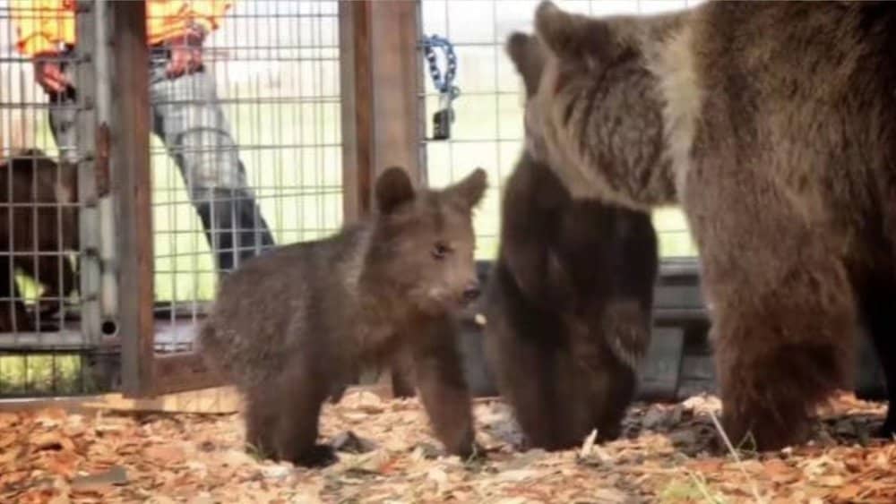 Video Rescued Pregnant Bear Liberated From Filthy Captivity Under Ohio Law