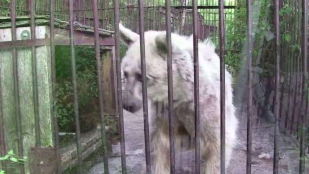 Video Rescued From 30 Years Of Captivity Heartwarming Transformation Of Fifi The Bear