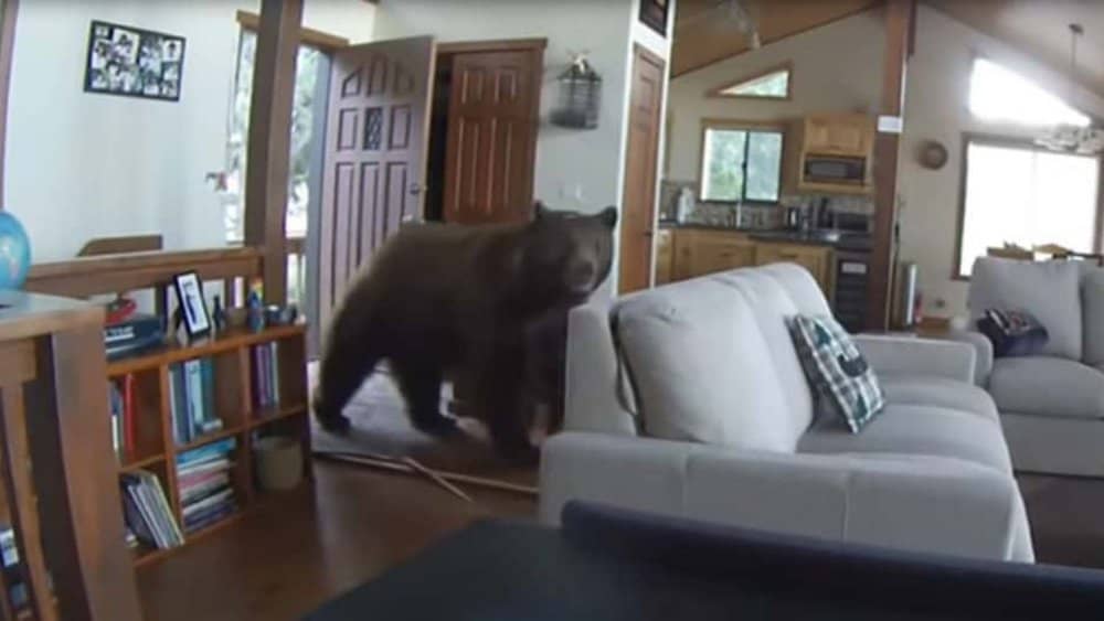 Video Startled Bear Breaks Into Cabin And Retreats In Confusion