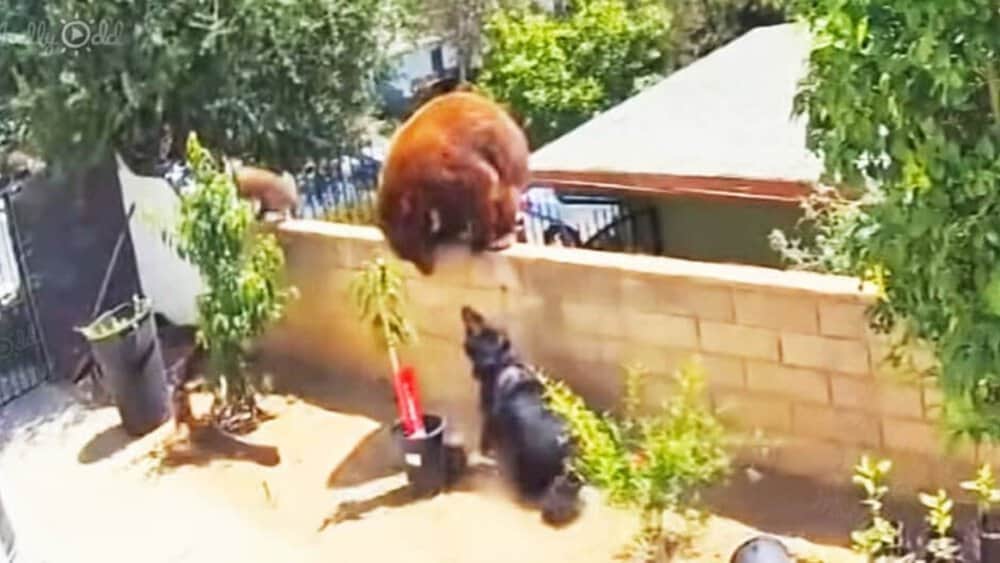 Video Teenager Saves Her Dogs From A Bear In A Daring Rescue