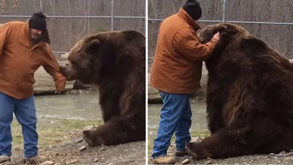 Video Touching Moment Giant Kodiak Bear Reminds Caretaker That Cuddles Are Still On