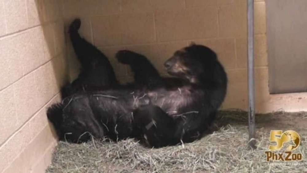 Video Unbearably Adorable Heartwarming Moments Of A Bear Cub And Her Momma