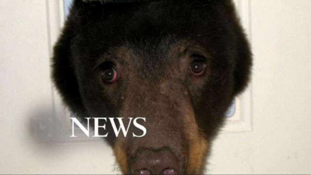Video Uninvited Guests Bears Throw Party In Idaho Man's Home!