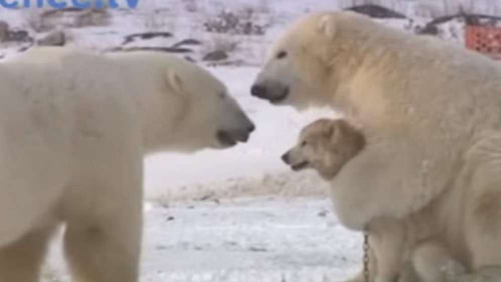 Video Unlikely Friendship Polar Bears And Dogs Share Playful Bonds In The Arctic