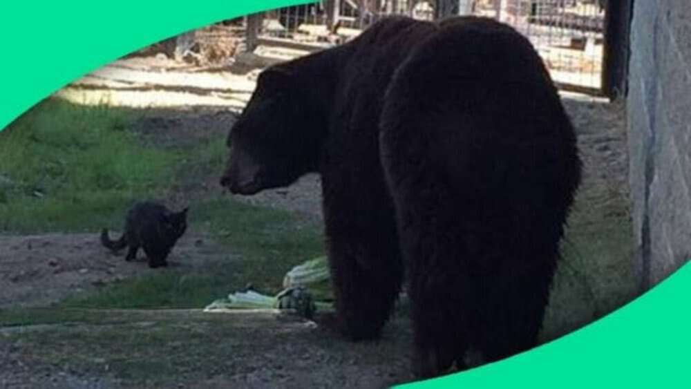 Video Unlikely Zoo Roommates Feral Cat Moves In With Elderly Bear Sequoia